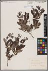 Foto von Salix aurita L.